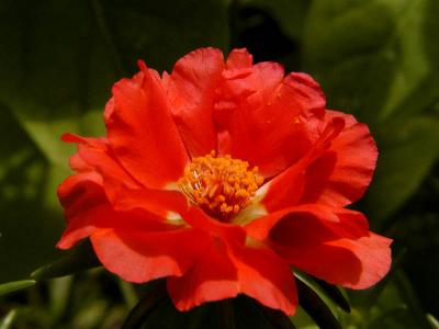 Portulacca