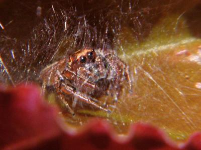 Spider on Begonia