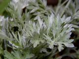 Wormwood