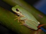 Tree Frog