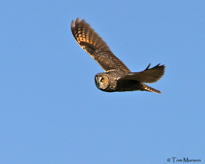 Long-Eared Owl