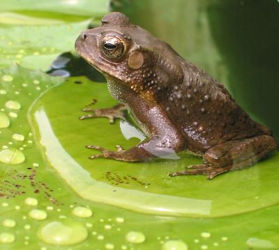 u47/clyne/medium/30309688.Frog.jpg