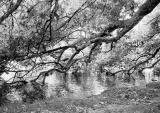 Tree by the Thames.jpg