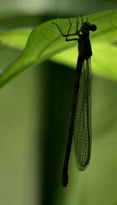 u47/cman3002/medium/30039784.damselfly_sm.jpg