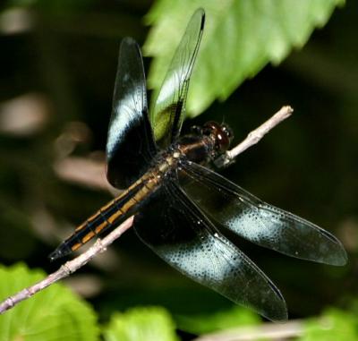 INSECTS