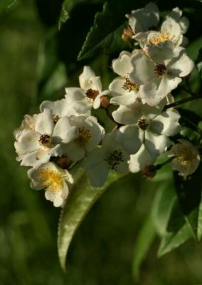 white flowers