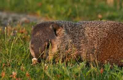 woodchuck stops to smell the flower