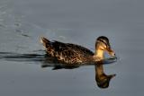 female mallard