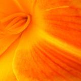 17 JUN 04   DAY LILY