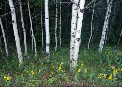 Aspens and Wildflowers