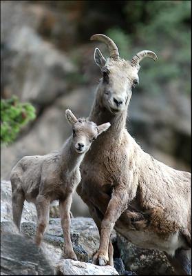 Rocky Mountain Bighorn Sheep