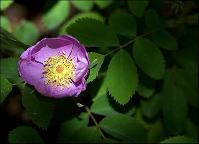 Wild Rose...