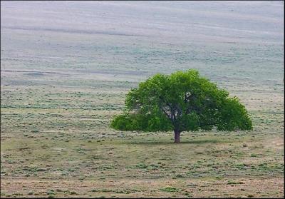Lonely Tree on the Plains...