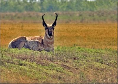 Antelope Buck Resting...