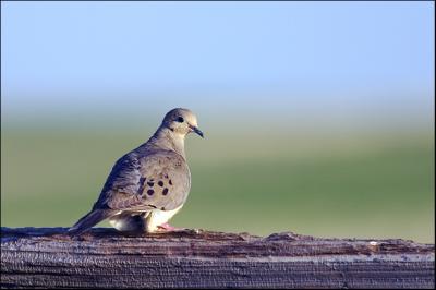 Morning Dove