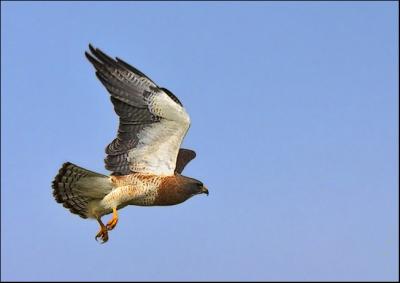 Swainson's Hawk...