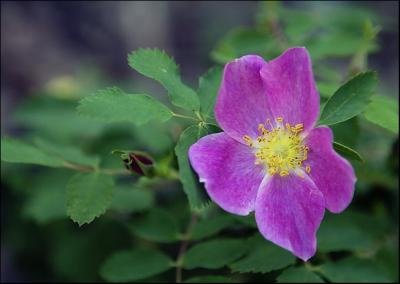 Wild Rose...