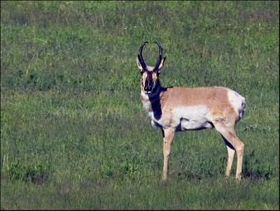 Antelope Buck