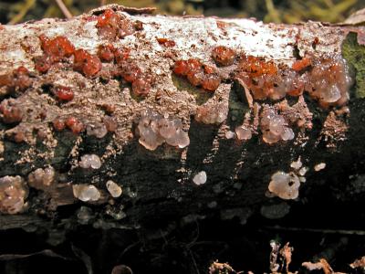 u47/comafungi/medium/30611103.Exidianucleata0181_edited.jpg