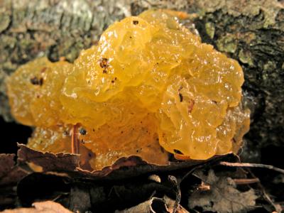 Tremella mesenterica