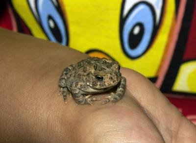 Toad  in Tweedy's Eyes
