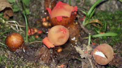 Calostoma cinnabarina