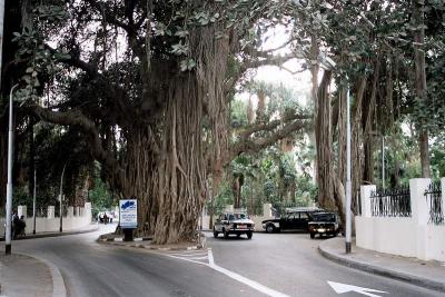 Fable trees under the Cairo Tower.jpg