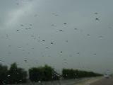 Real Egyptian raindrops.JPG