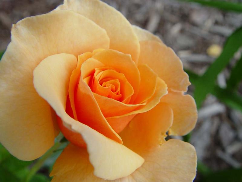 June 27, 2004<br>Brandy<br>Day 52
