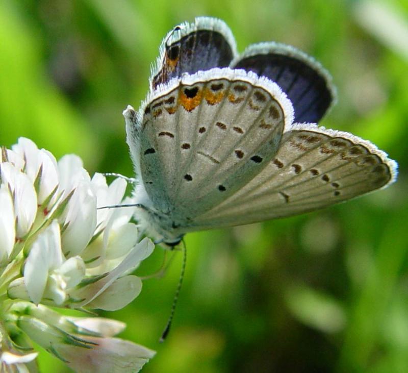 July 6, 2004<br>Eastern Tailed-Blue (Everes comyntas)