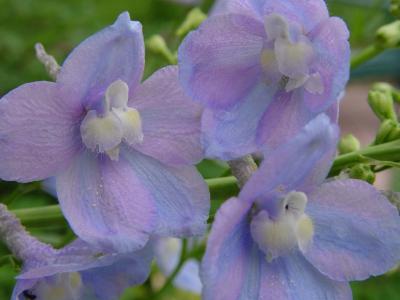 delphinium