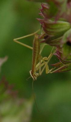 DSC01864 baby mantis.jpg