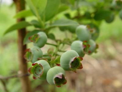 DSC01793 elliott blueberries.JPG