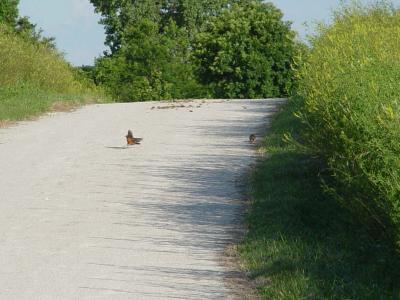 DSC03022 robin and chipmunk interspecies romance.JPG