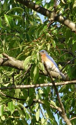 DSC03014 my first bluebird.jpg