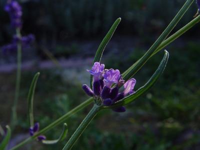 September 20, 2004Brave LavenderDay 137