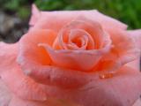 DSC00651.JPG
