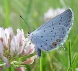 July 6, 2004<br>Day 61<br>Eastern Tailed-Blue (Everes comyntas)