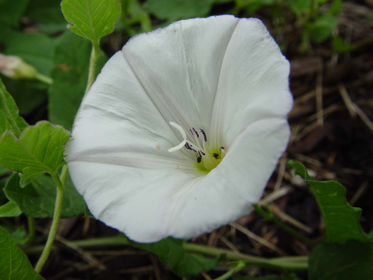 the cursed bindweed<br>or morning glory<br>DSC00674.JPG