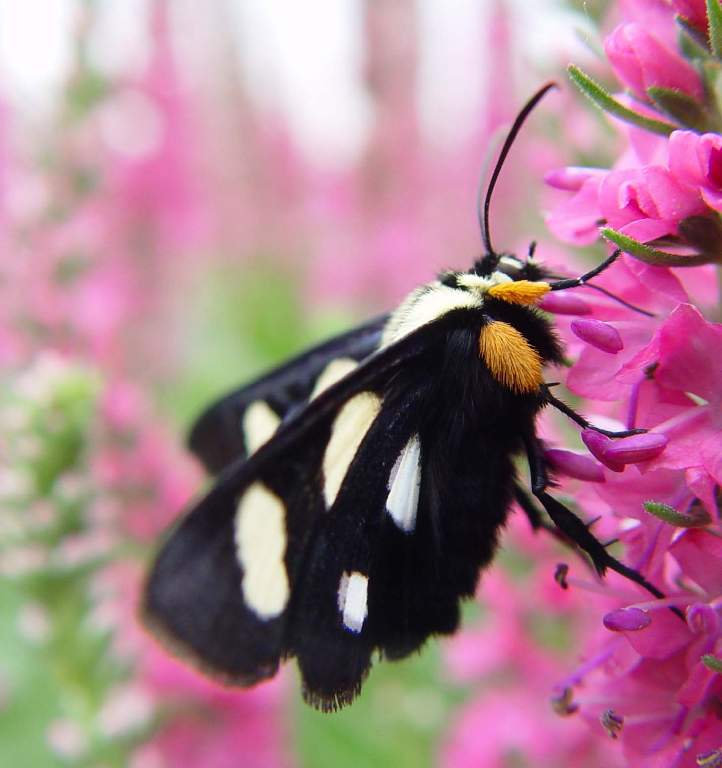 June 15, 2004<br>Eight-spotted Forester moth<br>Day 40