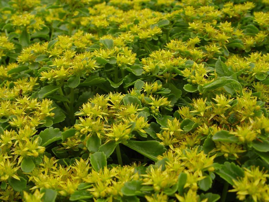 DSC01792 sedum.JPG