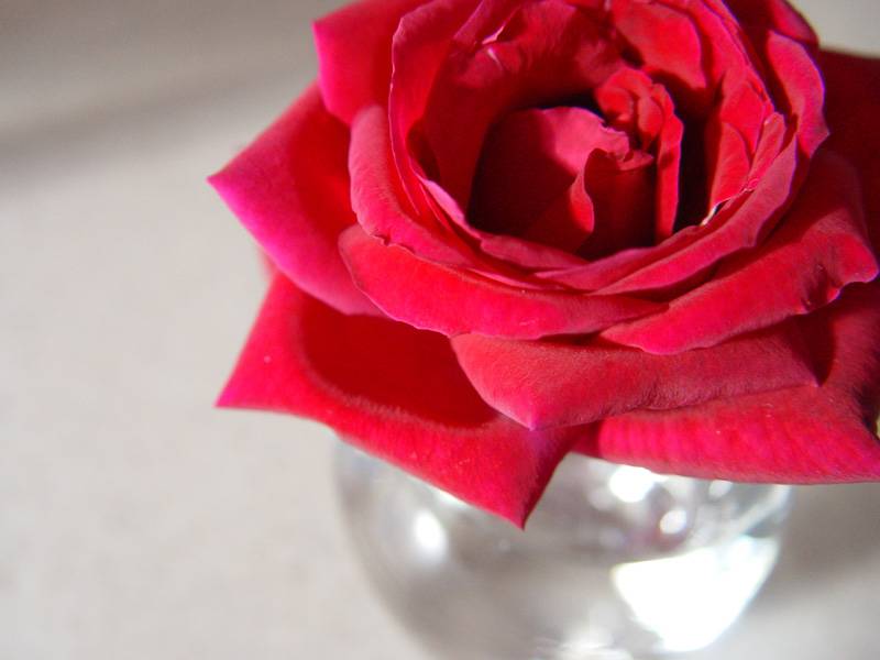 September 17, 2004<br><font size=2>Yesterdays Rose</font><br>Day 134