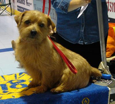 norfolkterrier.jpg