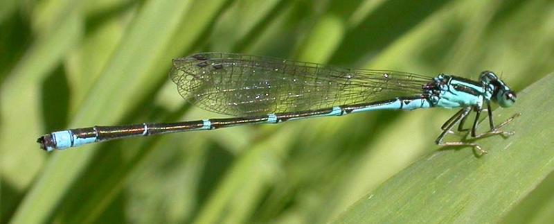 Stream Bluet -- male