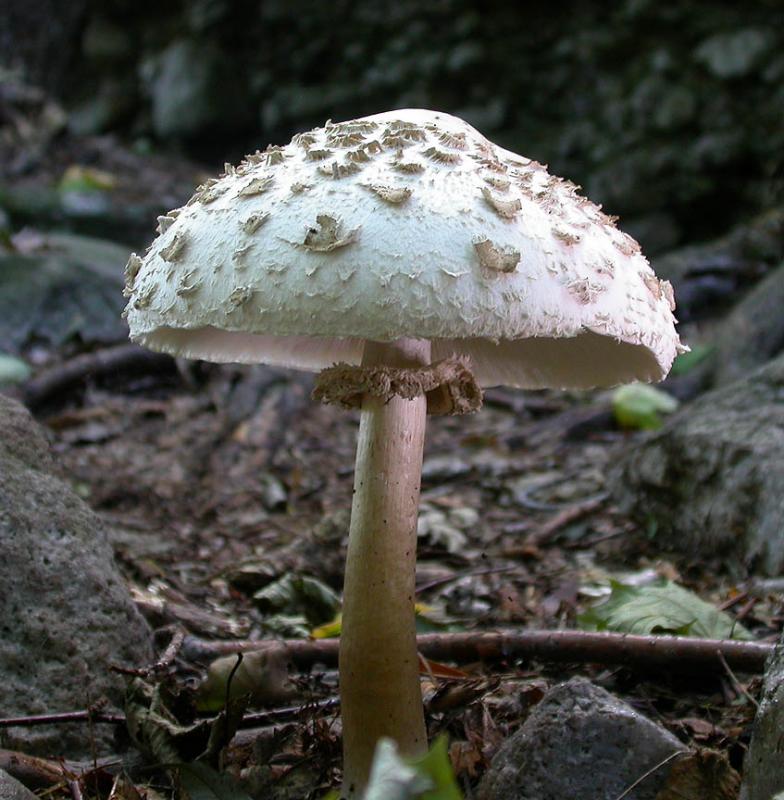 Macrolepiota (Lepiota) procera -- see ID note below.