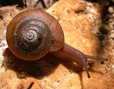 Baird Woods snail - 1