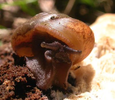 Baird Woods snail - 2