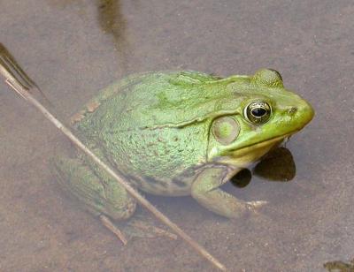 Green frog