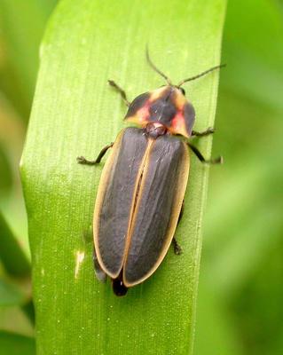 Firefly in the genus Pyractomena -- top view