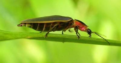 Firefly in the genus Pyractomena -- side view